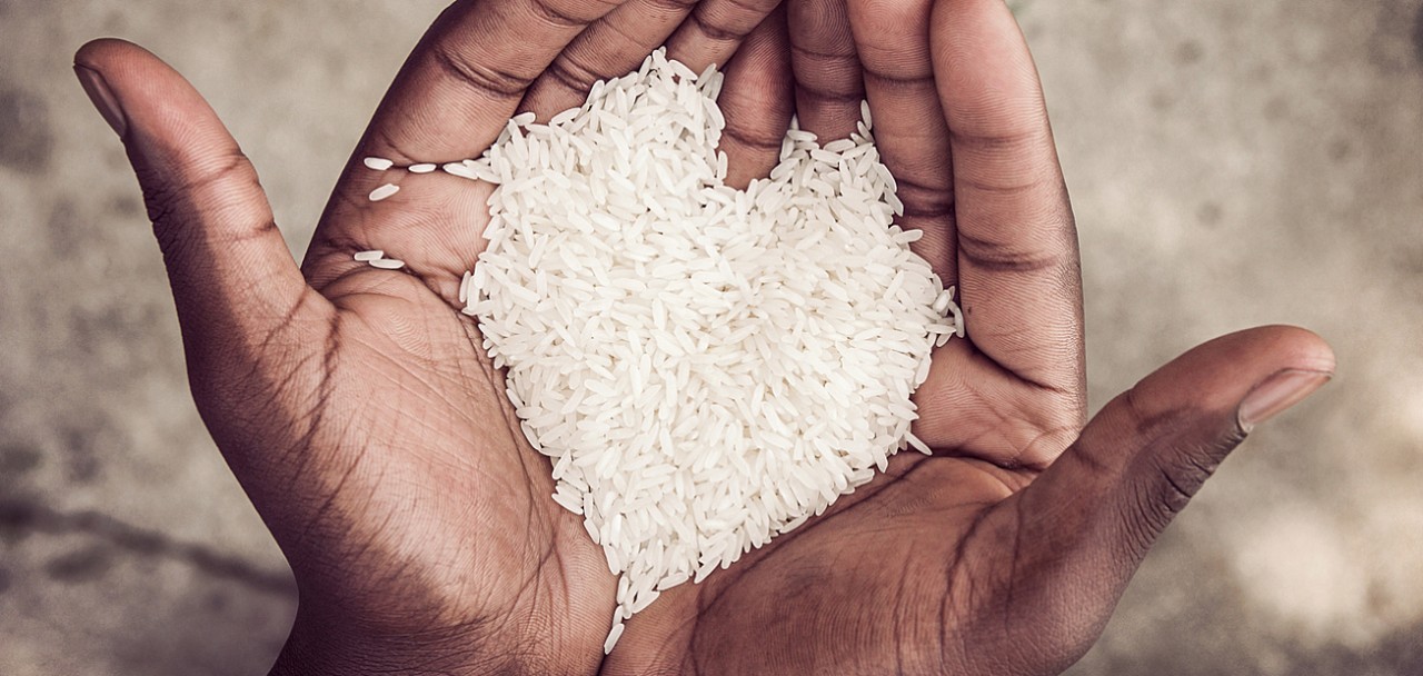 Hands holding rice